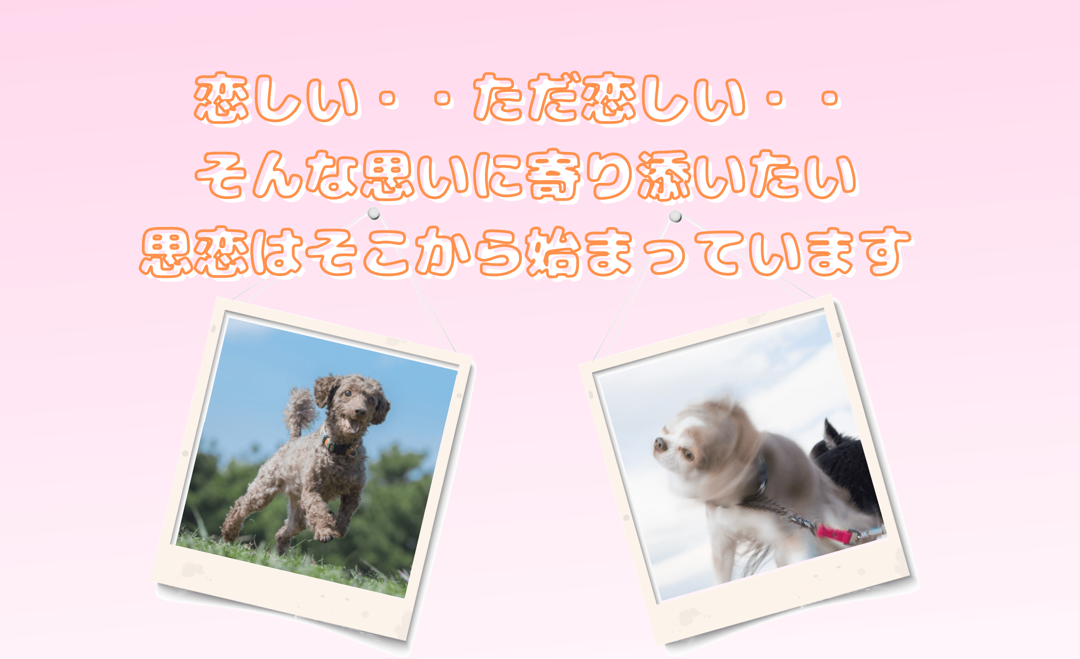 ペット訪問火葬 思恋 イメージ2